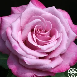 Heirloom Roses Fragrant Plum New