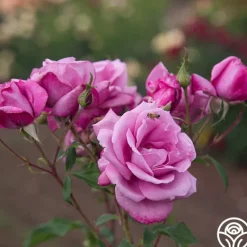 Heirloom Roses Fragrant Plum New