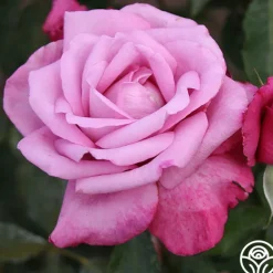 Heirloom Roses Fragrant Plum New
