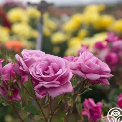Heirloom Roses Fragrant Plum New