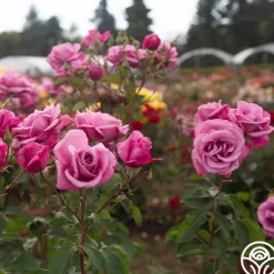 Heirloom Roses Fragrant Plum New