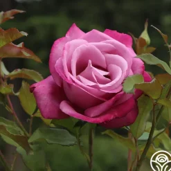 Heirloom Roses Fragrant Plum New