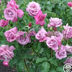 Heirloom Roses Fragrant Plum New