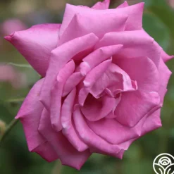 Heirloom Roses Fragrant Plum New