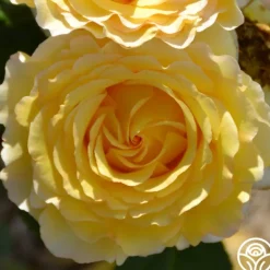 Heirloom Roses France Info® Best