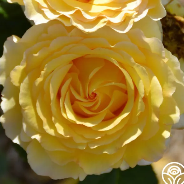 Heirloom Roses France Info® Best