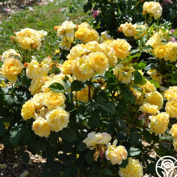 Heirloom Roses France Info® Best