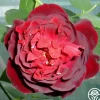 Heirloom Roses Francis Dubreuil Hot