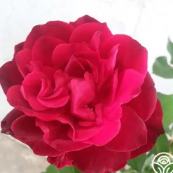 Heirloom Roses Francis Dubreuil Hot