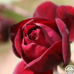 Heirloom Roses Francis Dubreuil Hot