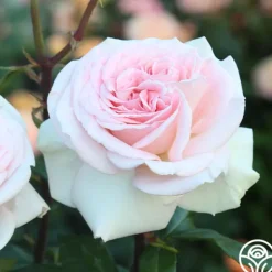 Heirloom Roses Francis Meilland® Outlet
