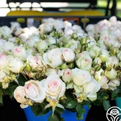 Heirloom Roses Francis Meilland® Outlet