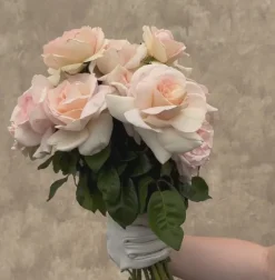 Heirloom Roses Francis Meilland® Outlet
