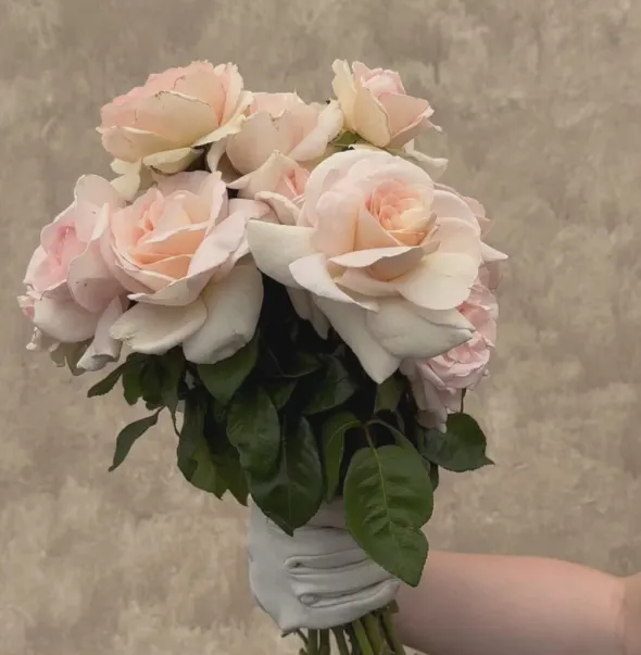 Heirloom Roses Francis Meilland® Outlet
