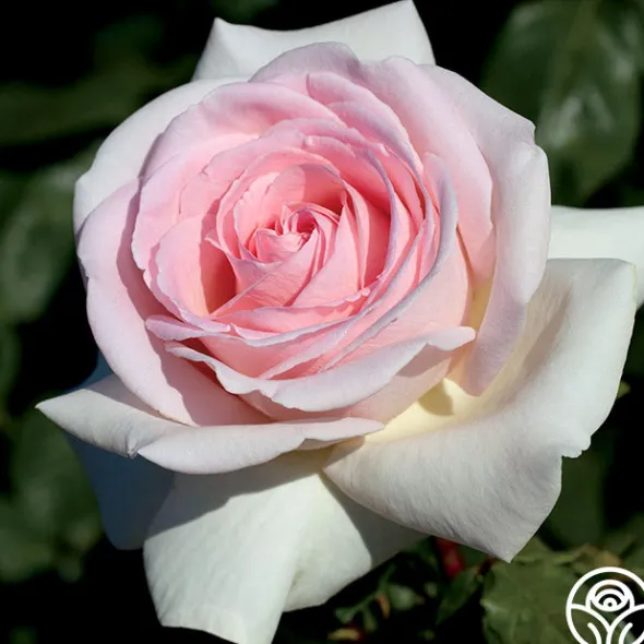 Heirloom Roses Francis Meilland® Outlet