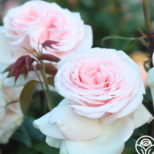 Heirloom Roses Francis Meilland® Outlet