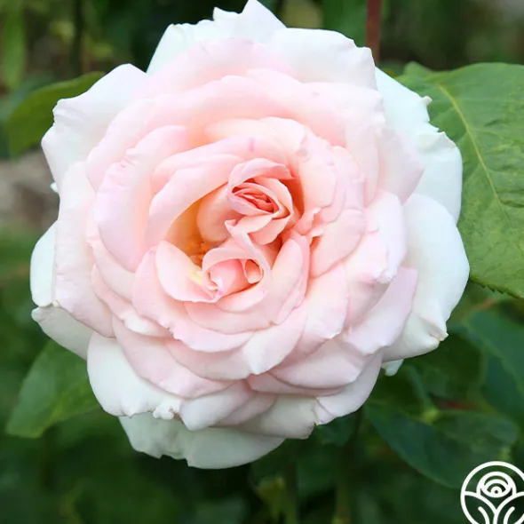 Heirloom Roses Francis Meilland® Outlet