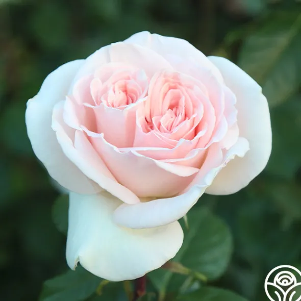 Heirloom Roses Francis Meilland® Outlet