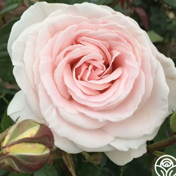 Heirloom Roses Francis Meilland® Outlet