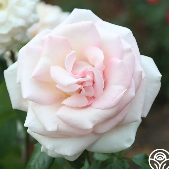 Heirloom Roses Francis Meilland® Outlet