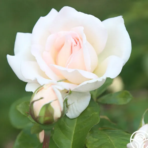 Heirloom Roses Francis Meilland® Outlet