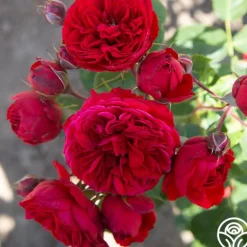Heirloom Roses Francois Rabelais Discount