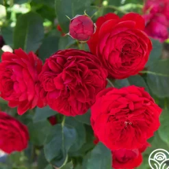 Heirloom Roses Francois Rabelais Discount