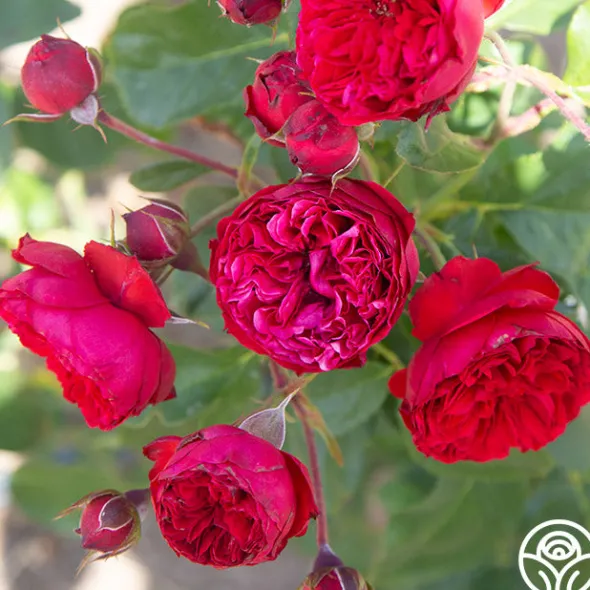 Heirloom Roses Francois Rabelais Discount