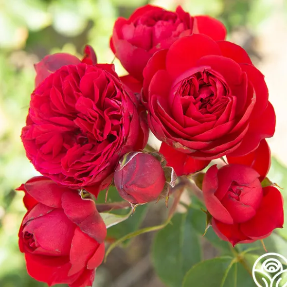 Heirloom Roses Francois Rabelais Discount