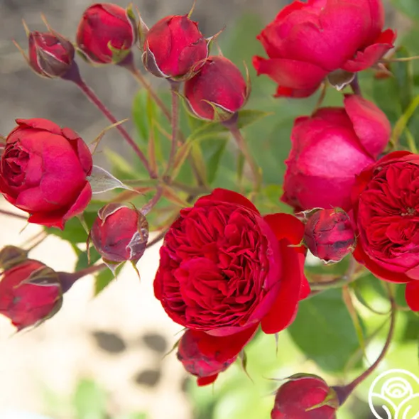 Heirloom Roses Francois Rabelais Discount