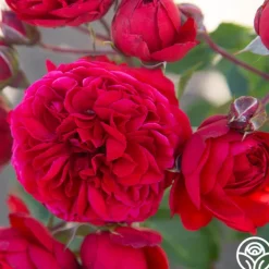 Heirloom Roses Francois Rabelais Discount