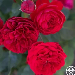 Heirloom Roses Francois Rabelais Discount