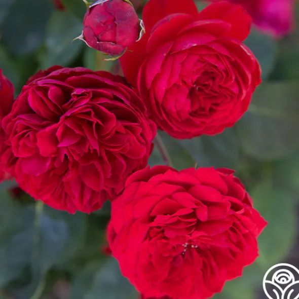 Heirloom Roses Francois Rabelais Discount