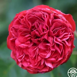 Heirloom Roses Francois Rabelais Discount