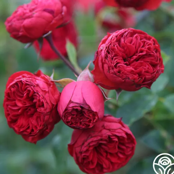 Heirloom Roses Francois Rabelais Discount