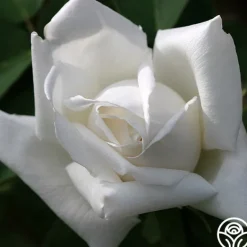 Heirloom Roses Frau Karl Druschki Sale