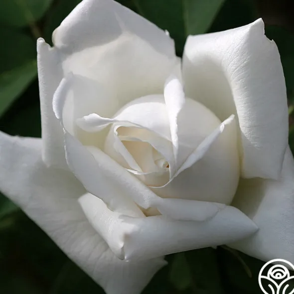 Heirloom Roses Frau Karl Druschki Sale