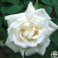 Heirloom Roses Frau Karl Druschki Sale