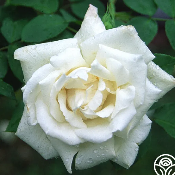 Heirloom Roses Frau Karl Druschki Sale