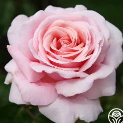 Heirloom Roses Frédéric Mistral® Outlet