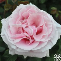 Heirloom Roses Frédéric Mistral® Outlet