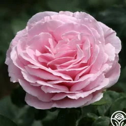 Heirloom Roses Frédéric Mistral® Outlet