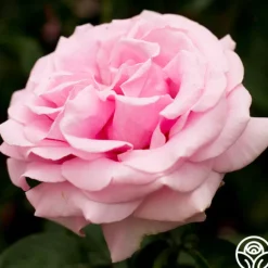 Heirloom Roses Frédéric Mistral® Outlet