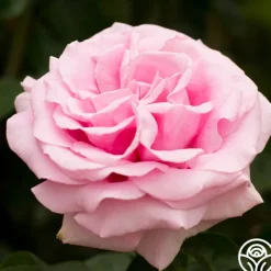 Heirloom Roses Frédéric Mistral® Outlet