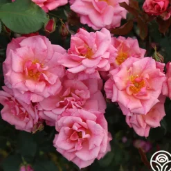 Heirloom Roses Freckles Sale