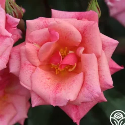 Heirloom Roses Freckles Sale