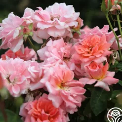 Heirloom Roses Freckles Sale