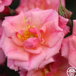 Heirloom Roses Freckles Sale
