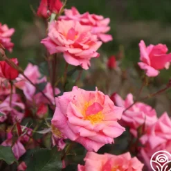 Heirloom Roses Freckles Sale