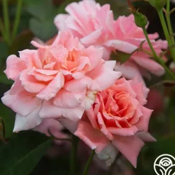 Heirloom Roses Freckles Sale